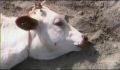 dr dolittle 3-avi_1000_065.jpg